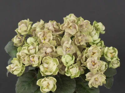 Morgan's Chutney Popcorn (C. Eros)
