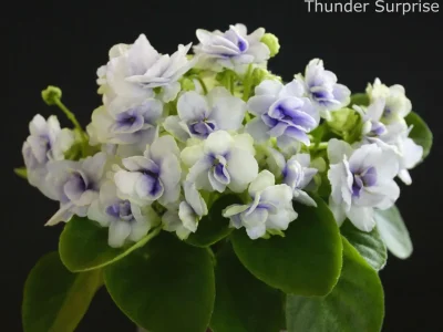 Thunder Surprise (S. Sanders)