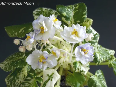 Adirondack Moon (S.Sorano)
