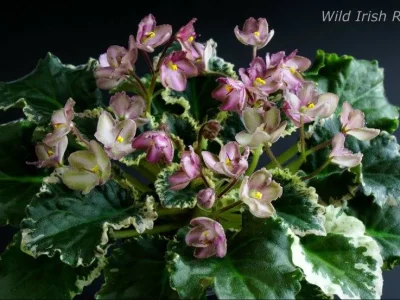 Wild Irish Rose (S. Sorano)