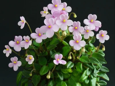 Dainty Dynamo (J. Stokes)