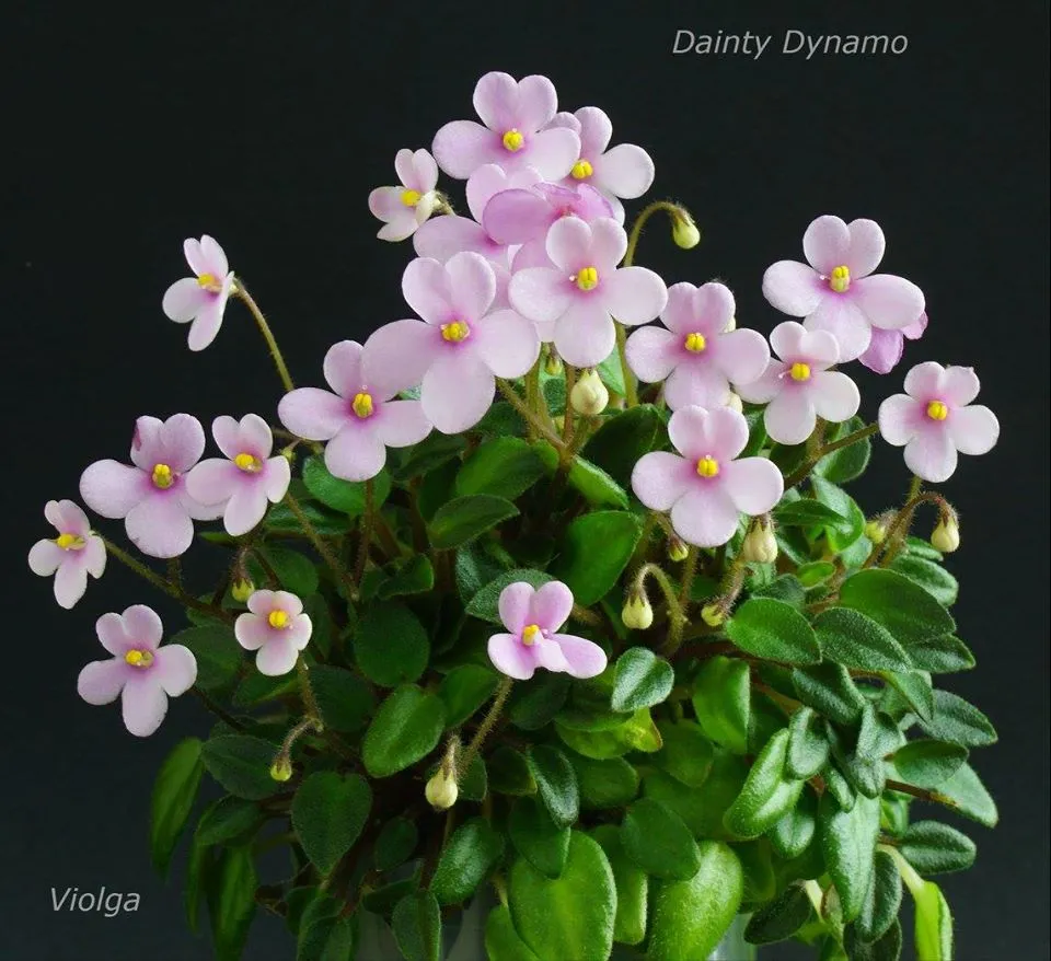 Dainty Dynamo (J. Stokes)