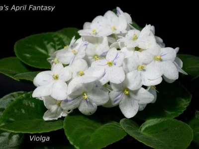 Tina’s April Fantasy (T. Elfstrom)