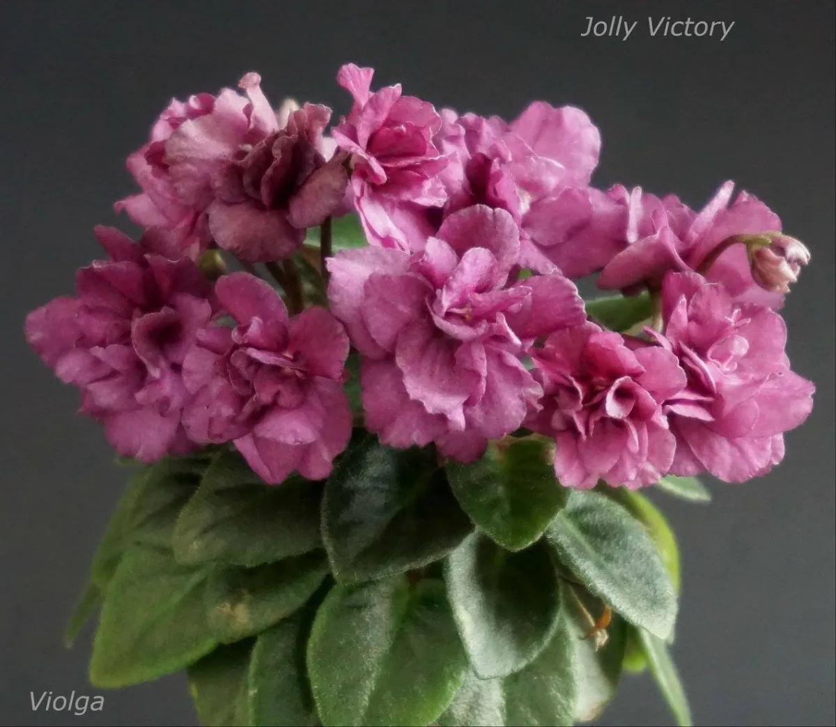 Jolly Victory (H. Pittman) - VioletViol - Home Garden: 1850+