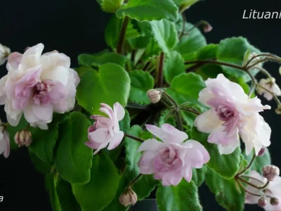 Lituanika (F. Butene)