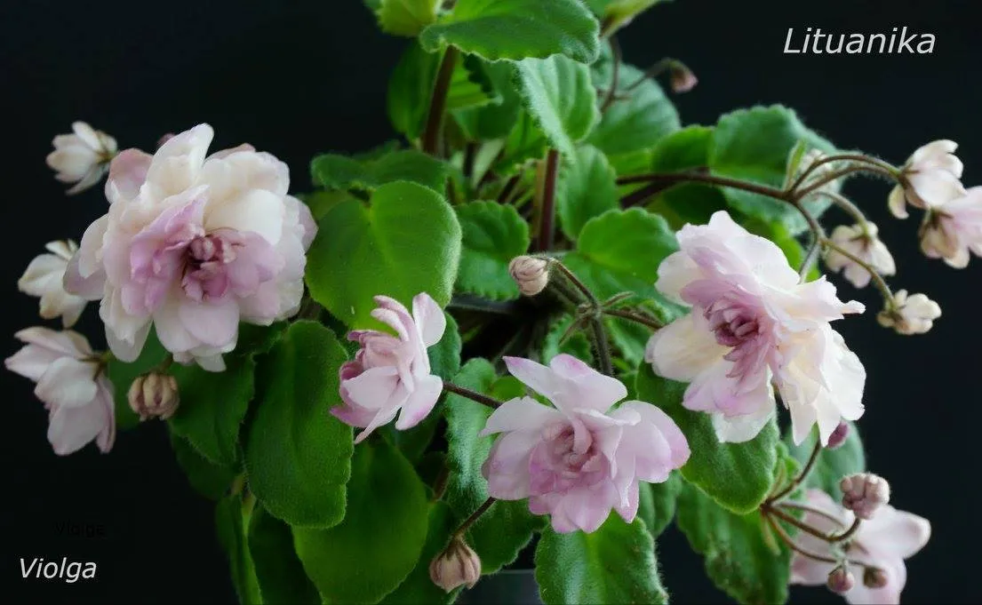 Lituanika (F. Butene)