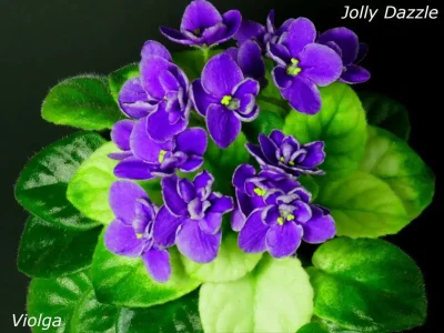 Jolly Dazzle (H. Pittman)