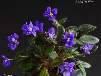 Senk`s Elm (R.Follett/D.Senk)