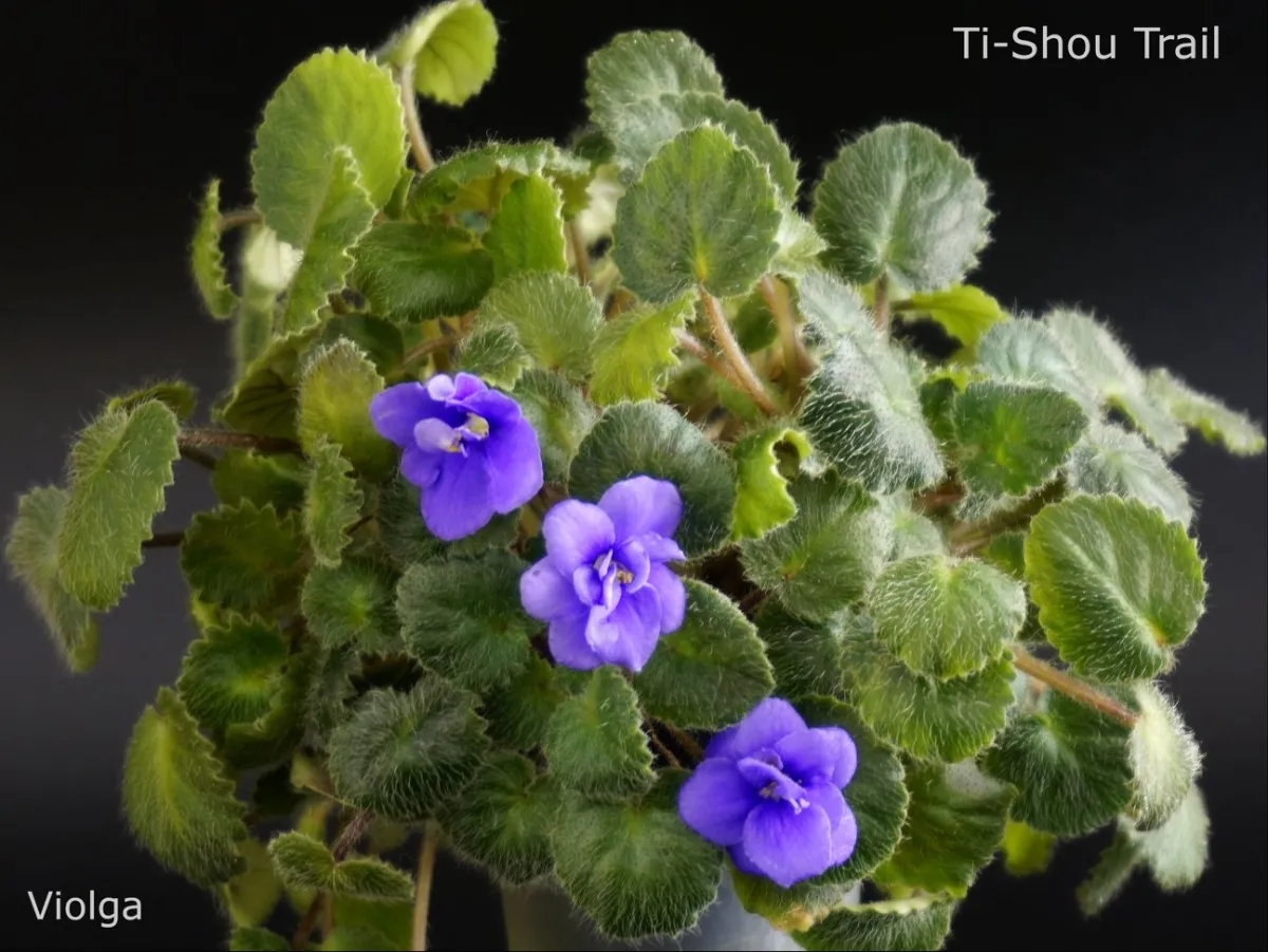 Ti-Shou Trail (F. Pilon)