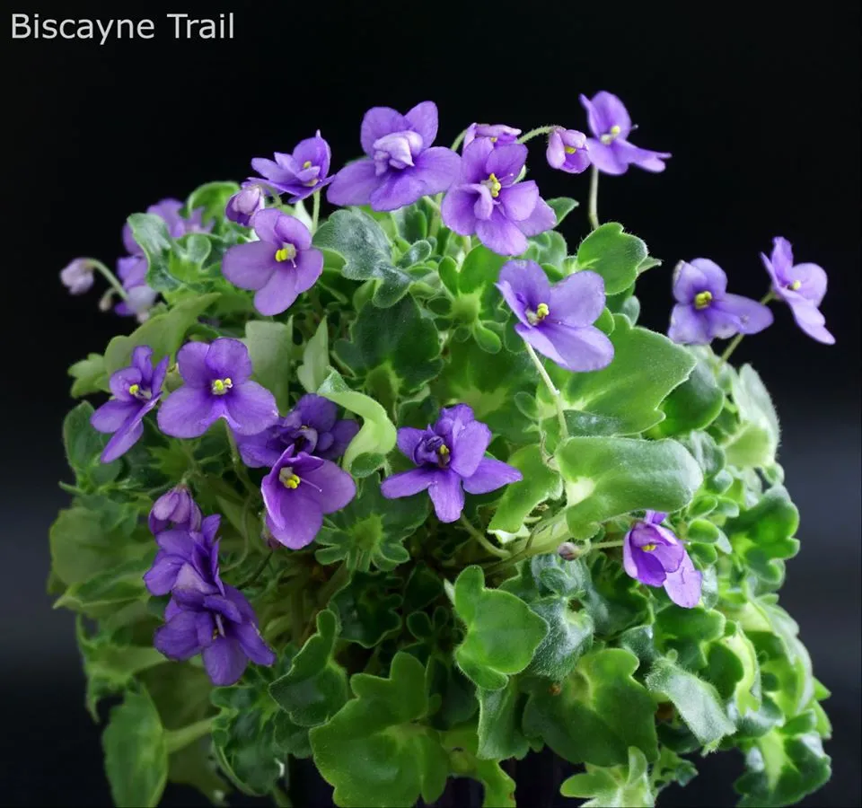 Biscayne Trail (S. Williams)