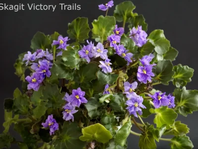 Skagit Victory Trails (W. Lindstrom)
