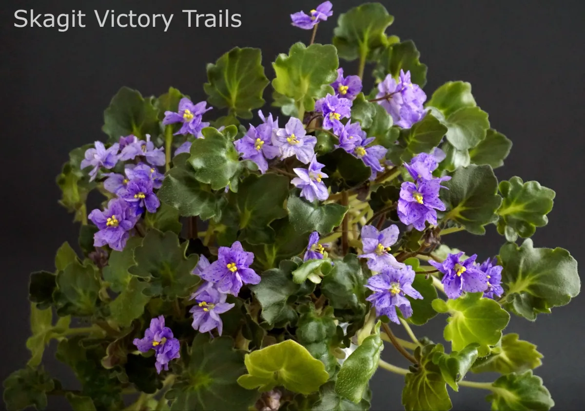 Skagit Victory Trails (W. Lindstrom)