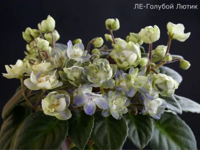 ЛЕ-Голубой Лютик (Е.Лебецкая)