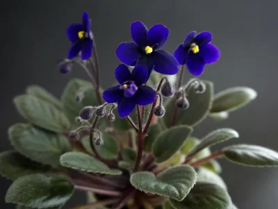 Diet Cola (G.Boone)