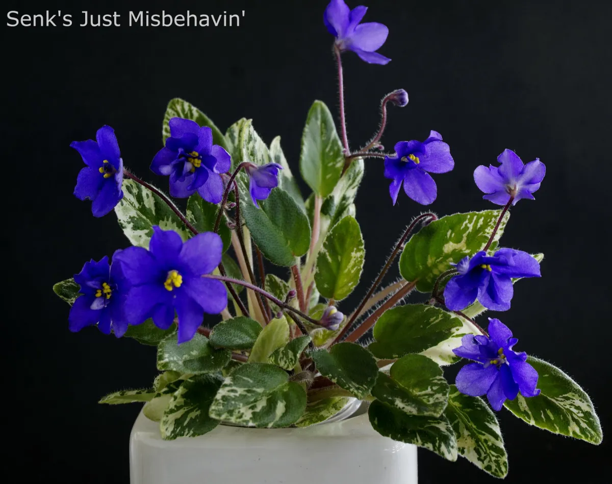 Senk's Just Misbehavin' (R. Follett/D. Senk)