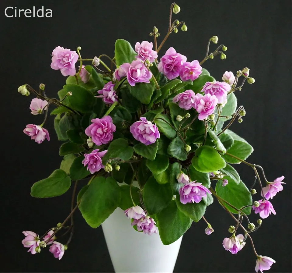 Cirelda (P.Tracey)