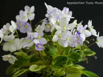 Appalachian Tussy Mussy (Arceneaux)