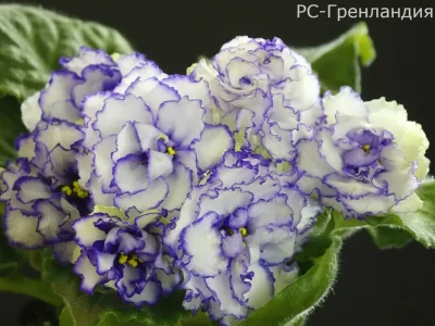 РС-Гренландия (С.Репкина)
