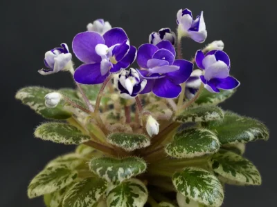 Petite Jewel (H.Pittman)