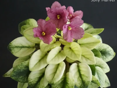 Jolly Marvel (H.Pittman)