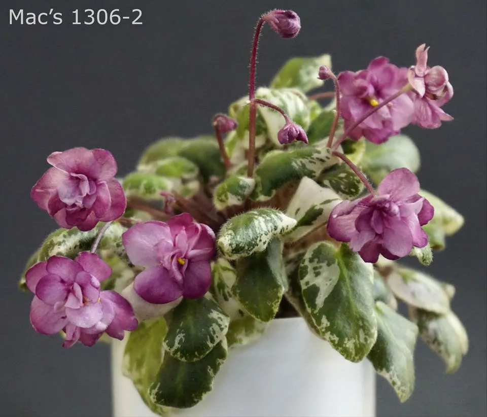 Mac's 1306-2 (G.McDonald)