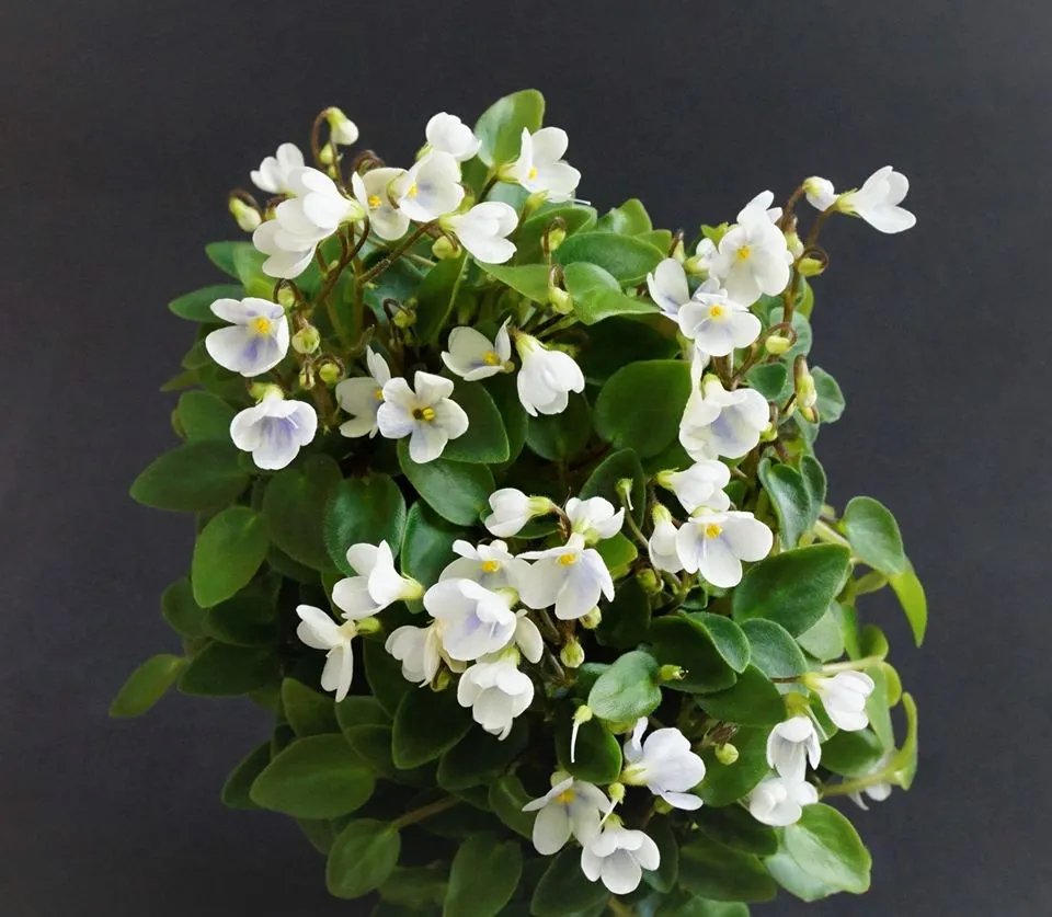 Chantaspring (R. P. Hair) Sport