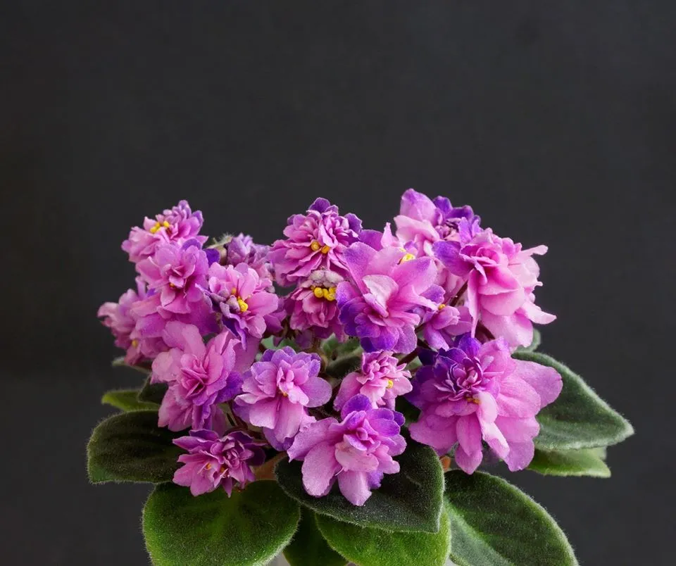 Allegro Paisley Pony (J. Stromborg) - VioletViol - Home Garden