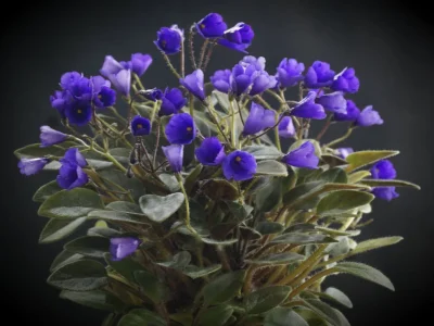 Vallarta Campanas Moradas (G. Beck)