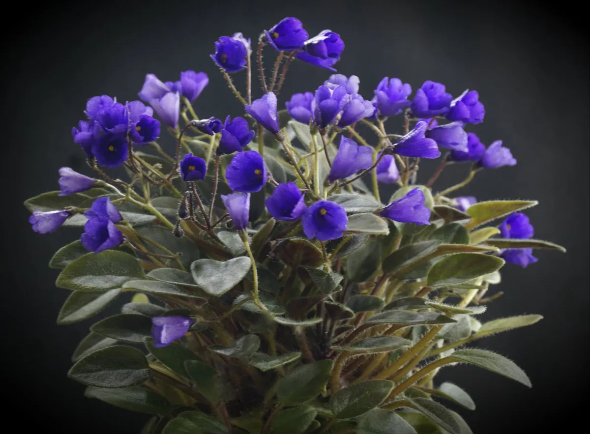 Vallarta Campanas Moradas (G. Beck)