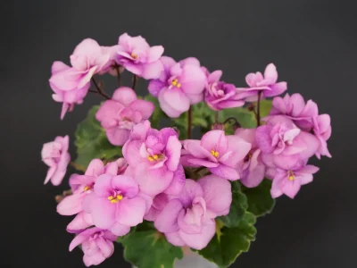 Beauteous (P. Harris)