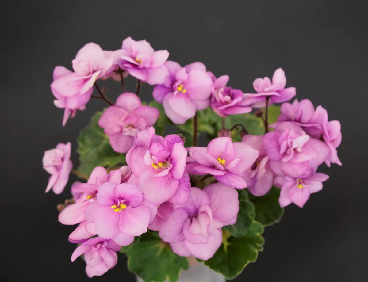 Beauteous (P. Harris)