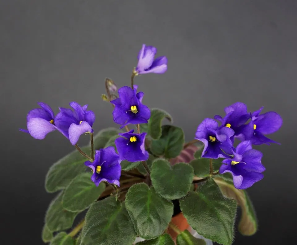 Calico Blue Trail (L. Ray)