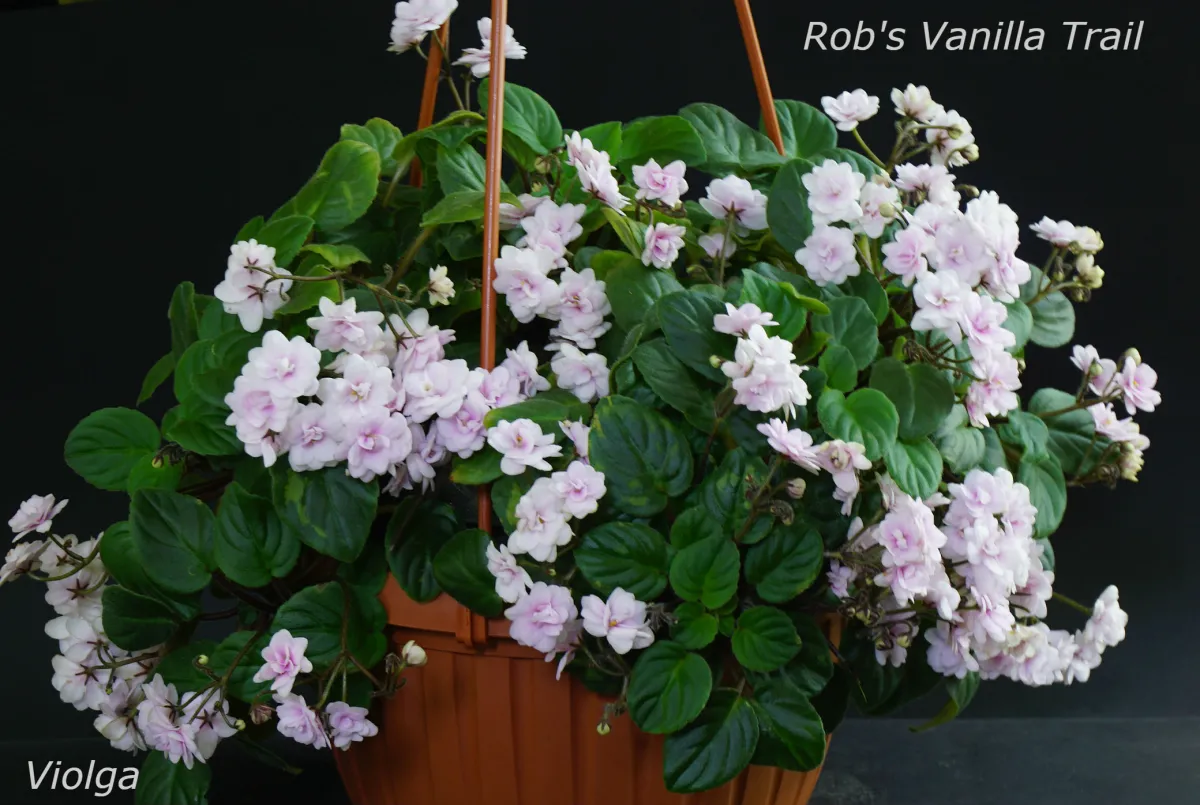 Rob's Vanilla Trail (R. Robinson)