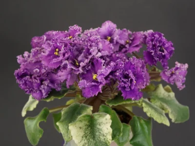 ЛЕ-Прозрачный Аметист (Е. Лебецкая)