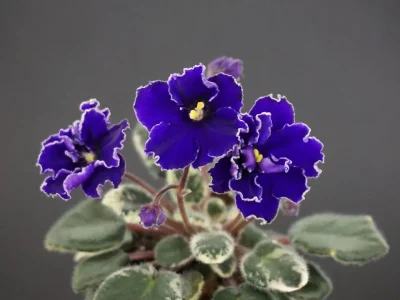 Aca's Daphne (J. Brownlie)