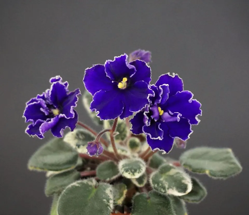 Aca's Daphne (J. Brownlie)