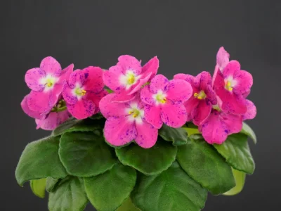 Mac's Spirit Sojourner (G. McDonald)