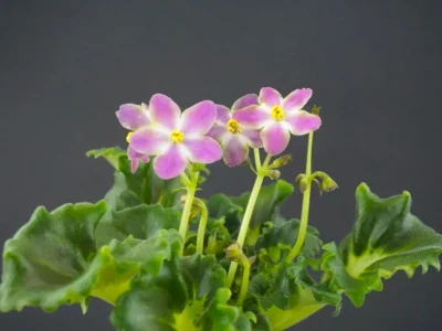 RIV-Амнезия (И.Растегаева)