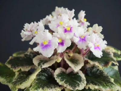 Jolly Mist (H.Pittman)