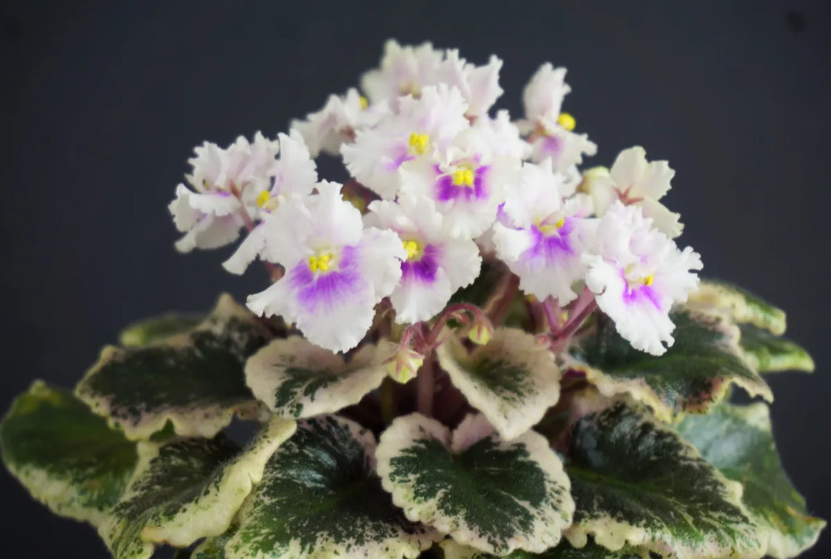 Jolly Mist (H.Pittman) - VioletViol - Home Garden: 1850+ African
