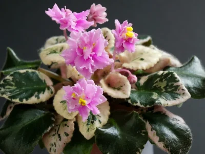 Pink Pizzazz (H.Pittman)