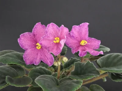 Mac's Blue Blooded Baroness (G.McDonald)
