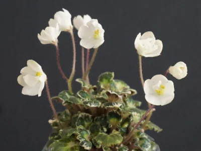 Bridal Lady (N. Johnston)