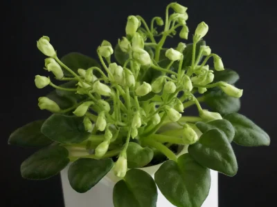 Emerald Bell (O. Barysheva)