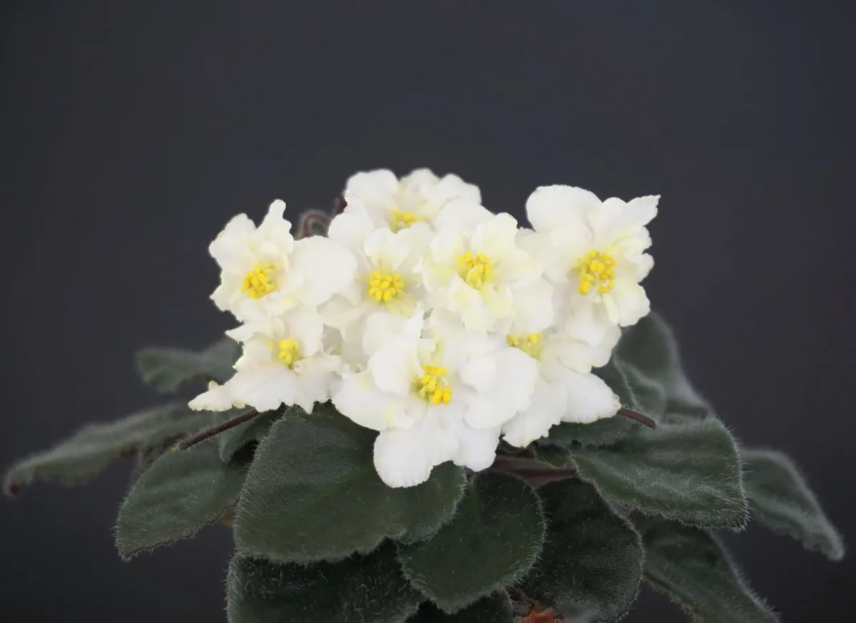 Jolly Sun Chaser (H.Pittman) - VioletViol - Home Garden: 1850+