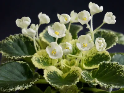 Imp's Bog Bubbles (J. Jackson)