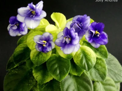 Jolly Andrea (H.Pittman)