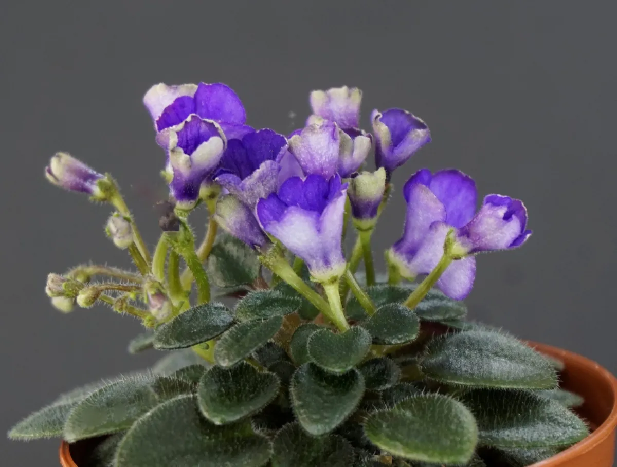Jolly Blue Bells (H.Pittman) - VioletViol - Home Garden: 1850+