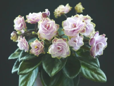 Jolly Imp (H.Pittman)