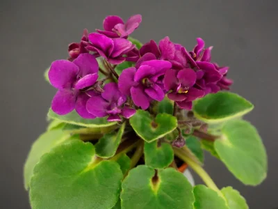 Jolly Ruby (H. Pittman)